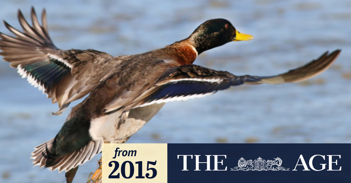 Missing duck hunting protester found